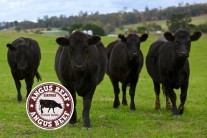 Superb quality certified Angus beef